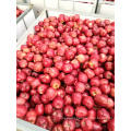 China Fresh red delicious fruit  huaniu apple